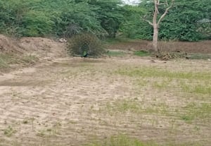 வயல்களில் தோகை விரித்தாடிய மயில்கள்