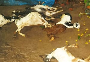 சுவர் இடிந்து 10 ஆடுகள் பலி