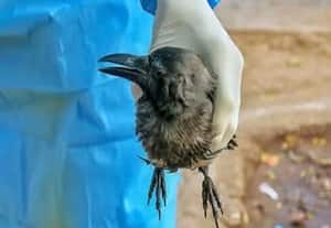 பரவுகிறது பறவை காய்ச்சல்: இறந்து கிடக்கும் பறவைகளை வெறும் கையால் தொடாதீர்!