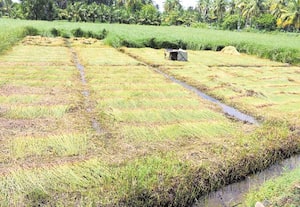 தொடர் மழையால் கோரை அறுவடை முடக்கம்