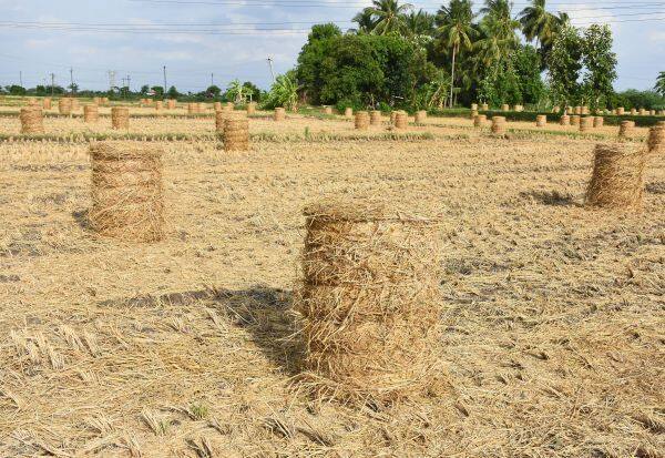 Dry Paddy Straw Bales