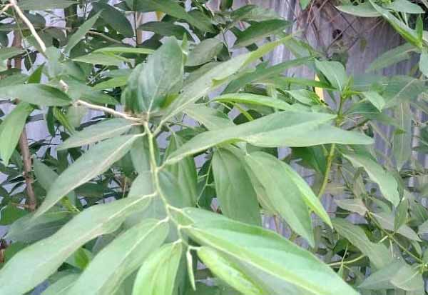 Azhinjal Tree ஏர் அழிஞ்சல் மரம் தரும் ஆத்ம தத்துவம்!