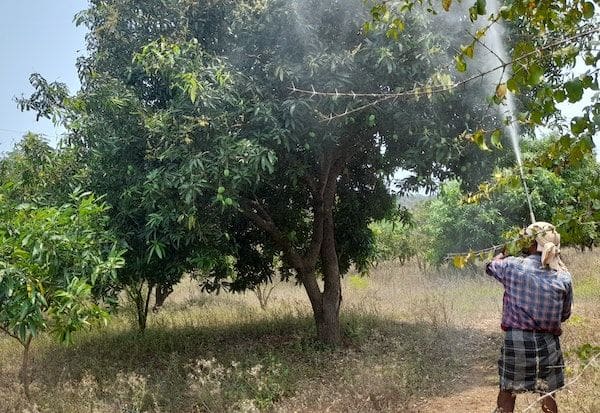 மா மரங்களுக்கு பூச்சிக்கொல்லி மருந்து தெளிக்கும் பணி விறுவிறு