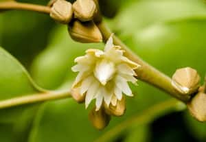 மகிழம்பூ; மணக்கவும் செய்யும்...மருத்துவமும் செய்யும்!