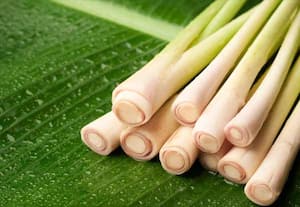 கற்பூர புல்லில் இத்தனை நன்மைகளா?