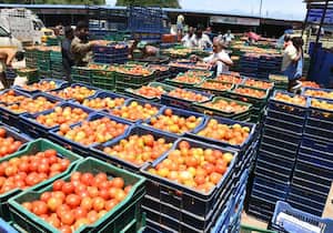 உடுமலை நகராட்சி மொத்த சந்தையில் 14 கிலோ தக்காளிப்பெட்டி ரூ.300க்கு ஏலம் ...