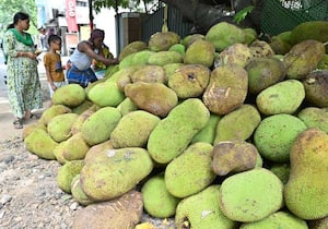 பலாப்பழம் சீசன் துவங்கியுள்ள நிலையில் பண்ருட்டியில் இருந்து சென்னைக்கு ...