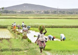 திருநெல்வேலி மாவட்டம் படப்பகுறிச்சி பகுதியில் வயல்களில் நடுவதற்காக ...
