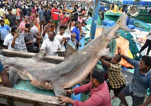 சென்னை காசிமேடு மீன்பிடித் துறைமுகத்தில் ஆழ்கடலில் பிடித்து வரப்பட்ட 400 ...