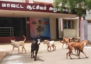 சிவகங்கை கலெக்டர் அலுவலக வளாகத்தில் தெரு நாய்கள் தொல்லை அதிகரித்து ...