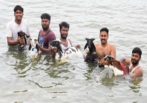 கிடாய் சண்டைக்காக பேரூர் பெரிய குளத்தில் தங்களது ஆட்டுக்கடகளுக்கு ...