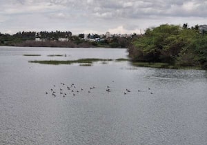 கடந்த சில நாட்களாக பெய்த கனமழை காரணமாக கிராமப்புறங்களில் உள்ள குளம் ...