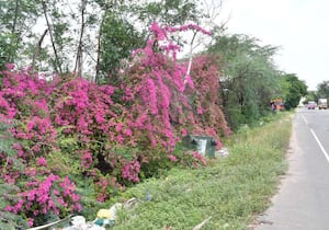 விருதுநகர்-சிவகாசி ரோட்டில் பூத்துக்குலுங்கும் காகித பூக்கள்.