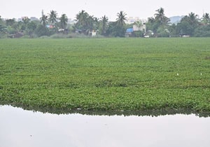 பருவமழை துவங்கி உள்ள நிலையில், முறையாக தூர்வாரப்படாமல் ஆகாயத்தாமரை ...