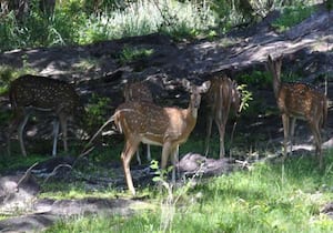 திருநெல்வேலி மாவட்டம் காரையார் வன பகுதியில் இரை தேடி சுற்றியும் புள்ளி ...