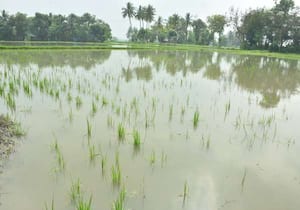 விருத்தாசலத்தில் தொடர் மழையால் கார்குடல் பகுதியில் உள்ள விளைநிலங்களில் ...