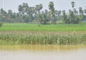 திருநெல்வேலி மாவட்டம் அதன் சுற்றுவட்டார பகுதிகளில் பெய்த மழையால் ...