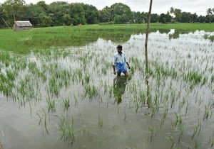 விருத்தாசலம் அடுத்த  மருங்கூர்  கிராமத்தில் தொடர் மழையால் பல ஏக்கர் விலை ...
