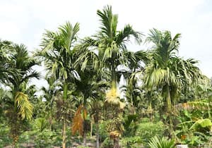 கிணற்று பாசனத்தில் விவசாயிகள் பயிரிட்டுள்ள பாக்கு மரங்கள் வளர்ந்து ...