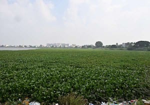 அம்பத்தூர் அயப்பாக்கம் ஏரியில் அதிகளவில் கழிவுநீர் கலப்பதால், அங்கு ...