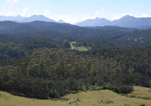 ஊட்டி அருகே வென்லாக்டவுன் வைகுதியில் , அன்னிய மரங்கள் ஆகற்றப்படாமல் ...