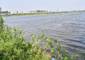 சில நாட்களாக பெய்த மழையால் சிவகங்கை கீழ் பாத்தி கண்மாயில் தண்ணீர் பெருகி ...