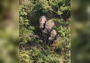 கோவை சரவணம்பட்டியில் வழித்தடம் மாறி ஊருக்குள் நுழைந்த காட்டு யானைகள்