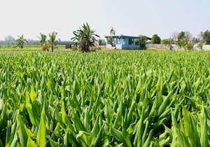 மங்களகரமா மஞ்சள் ஆரம்பிக்க போறோம்தைப்பொங்கலை முன்னிட்டு புதுச்சேரி ...