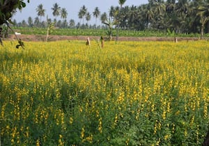 இயற்கை வேளாண்மை முறையில் பயிர் சாகுபடி செய்ய தயாராக வளர்ந்துள்ள சணப்பை ...