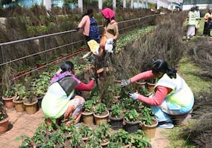 ஊட்டி தாவரவியல் பூங்காவில், கோடை சீசன் மலர் கண்காட்சிக்காக , மலர் ...