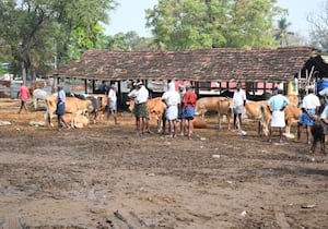 பொள்ளாச்சி மாட்டுச்சந்தையில் மாடுகள் வரத்து குறைந்து காணப்பட்டது.