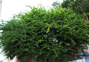 அருள்மிகு அரங்கநாத சுவாமி திருக்கோவிலில் உள்ள தல விருட்சம் காரைமரம்.