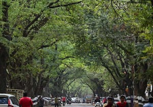 பசுமை போர்த்திய சாலைகளின் வரவேற்பு இன்னமும் தப்பித்துள்ளது கோவையில். ...