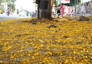 ரோட்டை அலங்கரிக்கும் மஞ்சள் பூவே, இடம்:- திருமுருகன் பூண்டி, பஸ் ஸ்டாப் ...