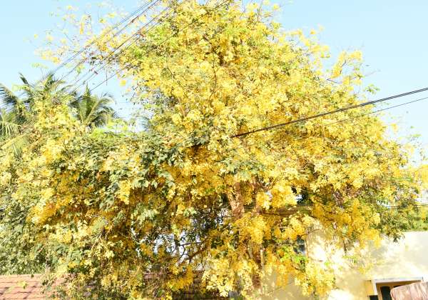 திருப்பூர், பாரதி நகரில் பூத்துக் குலுங்கிய சரக்கொன்றை பூ.