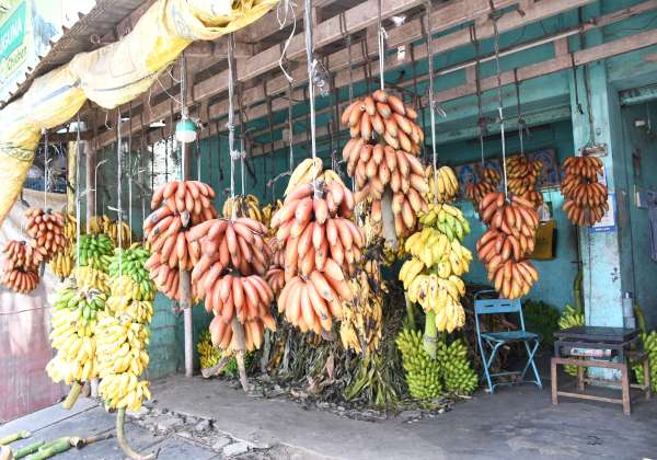 சித்திரை மாதப் பிறப்பை முன்னிட்டு உடுமலை ராஜேந்திரா ரோட்டில் விற்பனைக்கு தொங்கவிடப்பட்டுள்ள  பழங்கள்.