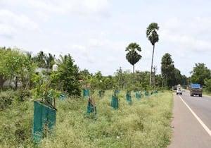 பொள்ளாச்சி வடக்கிபாளையம் ரோட்டில் நடவு செய்யப்பட்ட மரங்கள்.