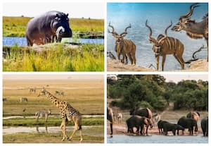 Chobe National Park, Botswana
