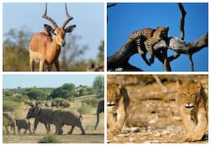 Tuli Block, Botswana