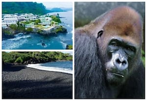 Limbe Wildlife Centre, Cameroon