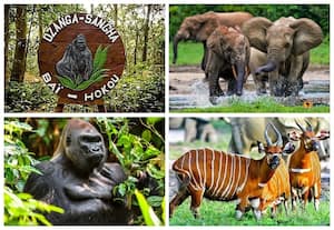 Dzanga-Sangha Special Reserve, Central African Repubic