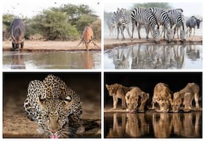 Manovo-Gounda St Floris National Park is a national park, Central African Republic