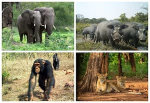 Chinko Nature Reserve, Central African Repubic