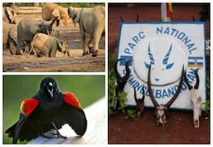 Bamingui-Bangoran National Park and Biosphere Reserve, Central African Repubic