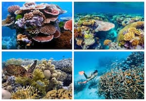 கிரேட் பேரியர்ரீஃப், குயின்ஸ்லாந்து ஆஸ்திரேலியா