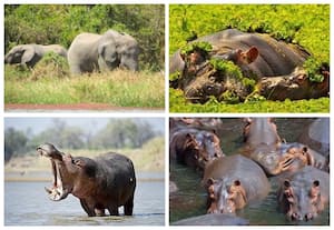 மார் ஓ ஹிப்போபொட்டாமஸ் (Mare aux Hippopotames), புர்கினா பாசோ