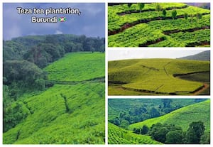 டெஸா தேயிலைத் தோட்டங்கள், புருண்டி