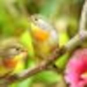 Chandrasekaran Balasubramaniam