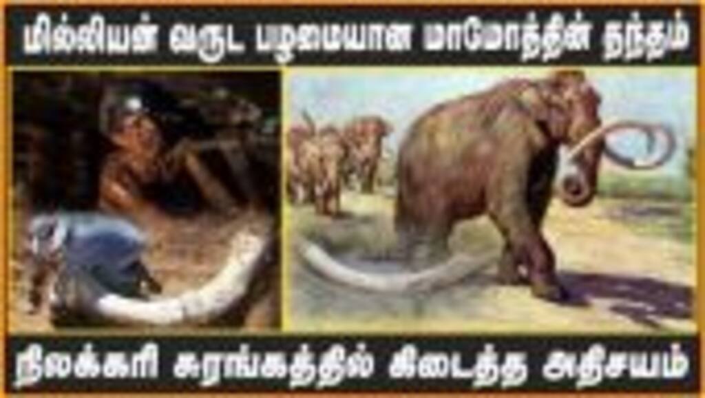மில்லியன் வருட பழமையான மாமோத்தின் தந்தம் நிலக்கரி சுரங்கத்தில் கிடைத்த அதிசயம்