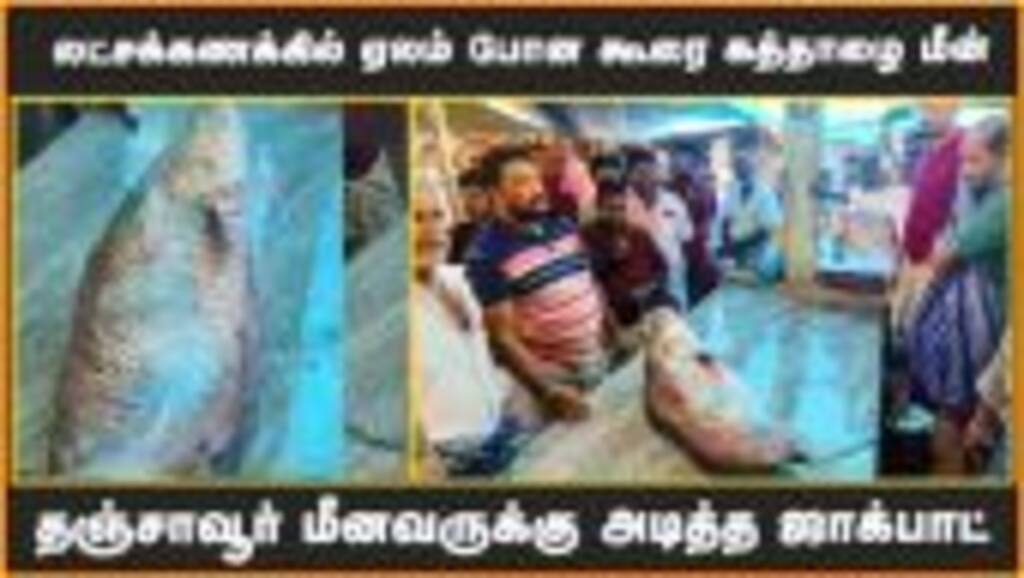 லட்சக்கணக்கில் ஏலம் போன கூரை கத்தாழை மீன் | தஞ்சாவூர் மீனவருக்கு அடித்த ஜாக்பாட்
